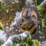 The Red-tailed Squirrel is relatively common in the cloud forest (image by Oliver Krueger)