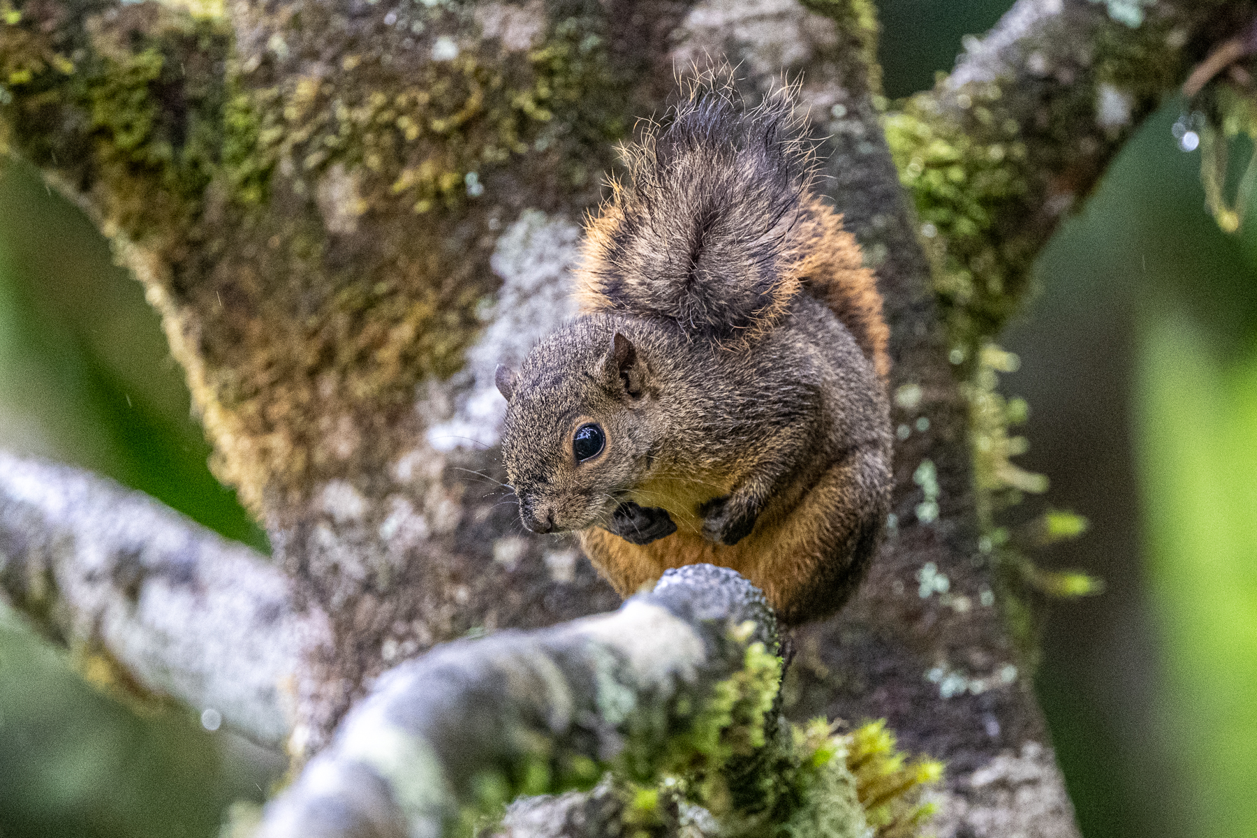 The Red-tailed Squirrel is relatively common in the cloud forest (image by Oliver Krueger)