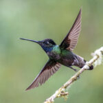 A Talamanca Hummingbird starting at 1/5000 sec shutter speed (image by Oliver Krueger)