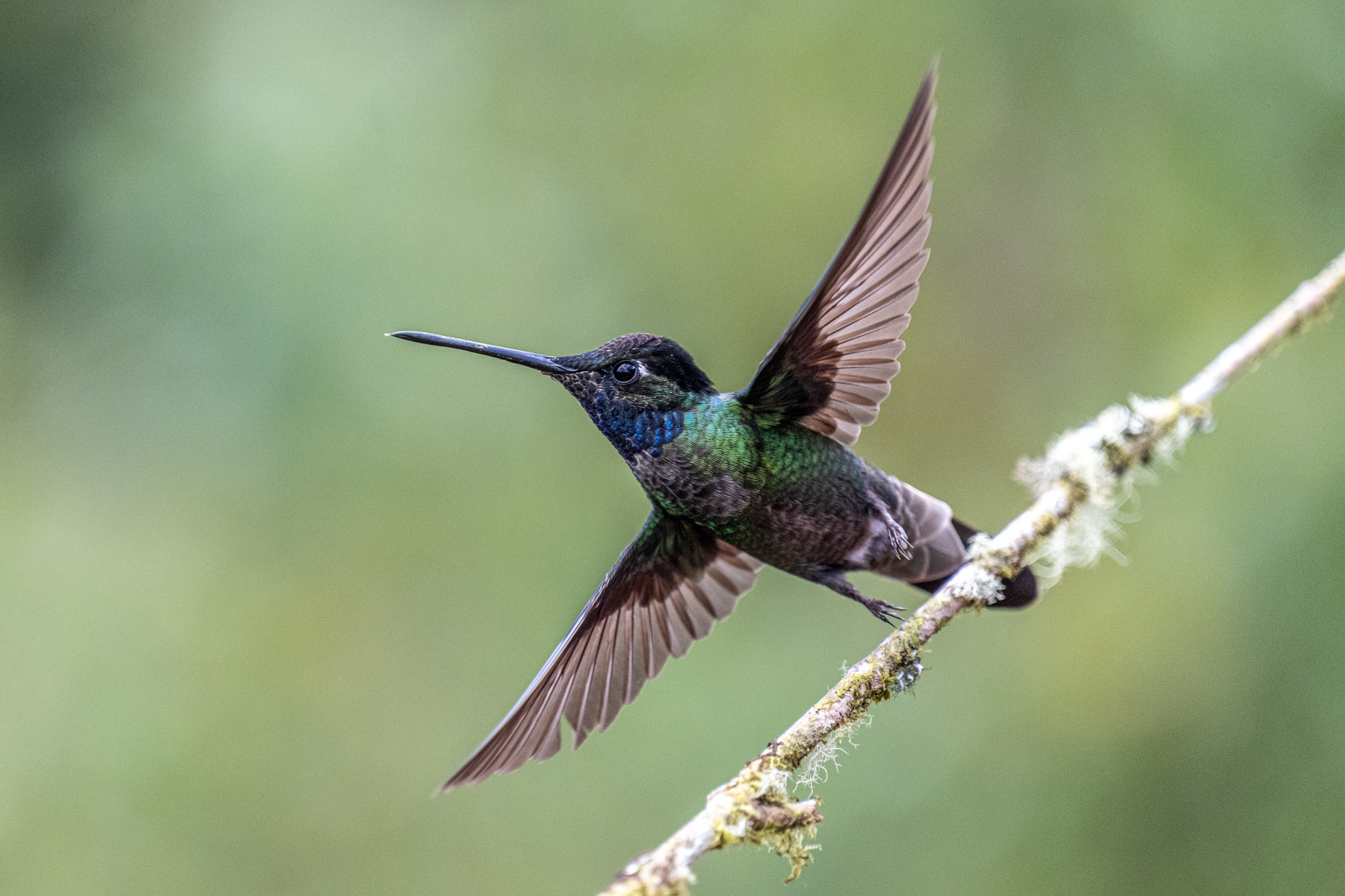 A Talamanca Hummingbird starting at 1/5000 sec shutter speed (image by Oliver Krueger)
