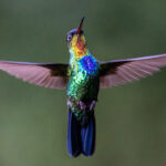 Nothing prepares one for the flash of light of all sorts of colours on a Fiery-throated Hummingbird (image by Oliver Krueger)