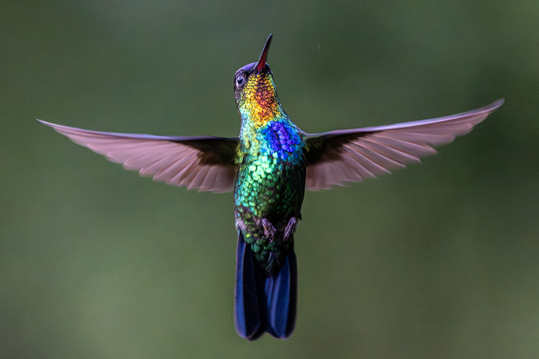 Nothing prepares one for the flash of light of all sorts of colours on a Fiery-throated Hummingbird (image by Oliver Krueger)