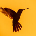 There was a very narrow window of opportunity to do humminbird sunset photography after a real downpour, Talamanca Hummingbird (image by Oliver Krueger)