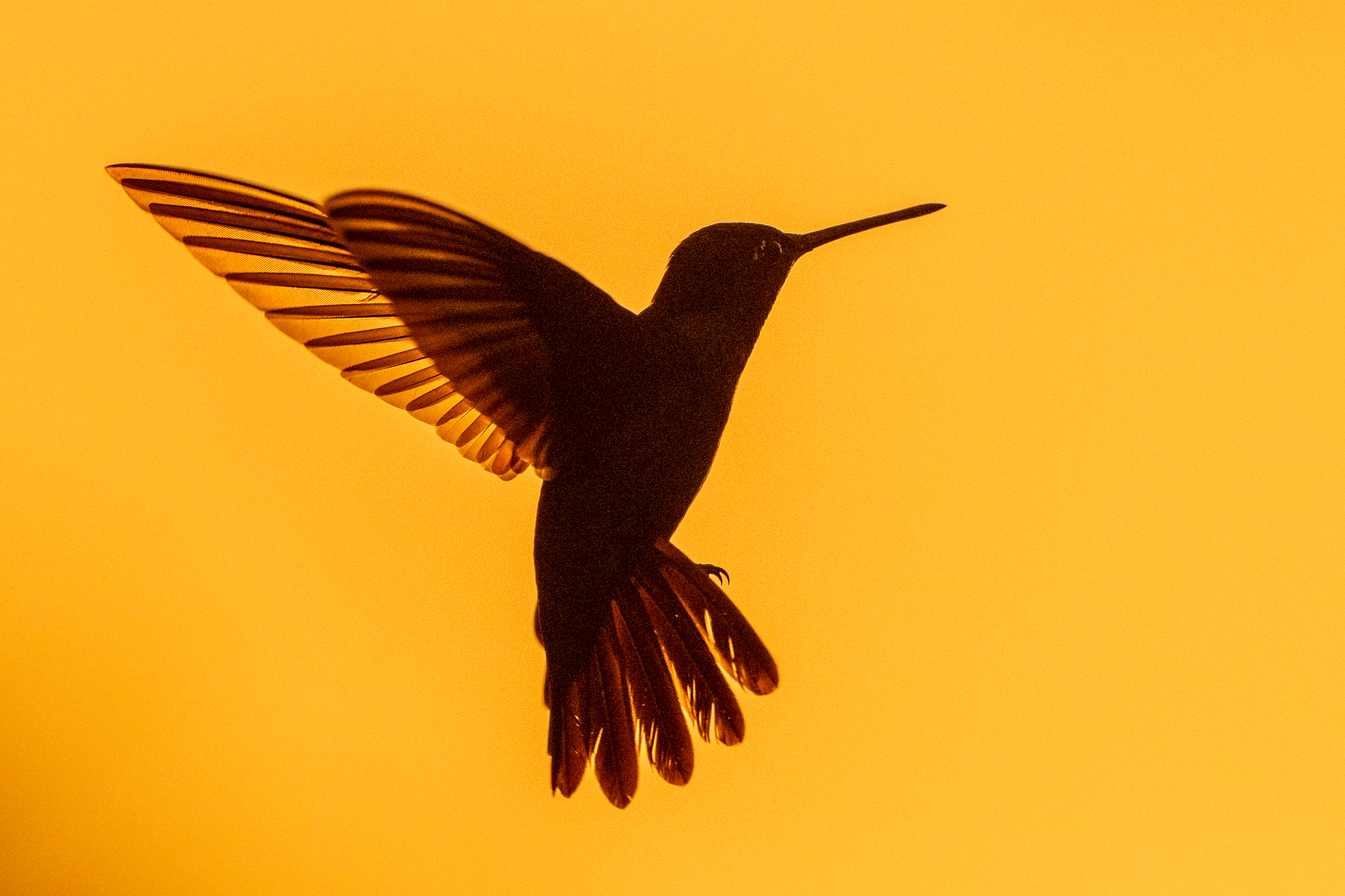 There was a very narrow window of opportunity to do humminbird sunset photography after a real downpour, Talamanca Hummingbird (image by Oliver Krueger)