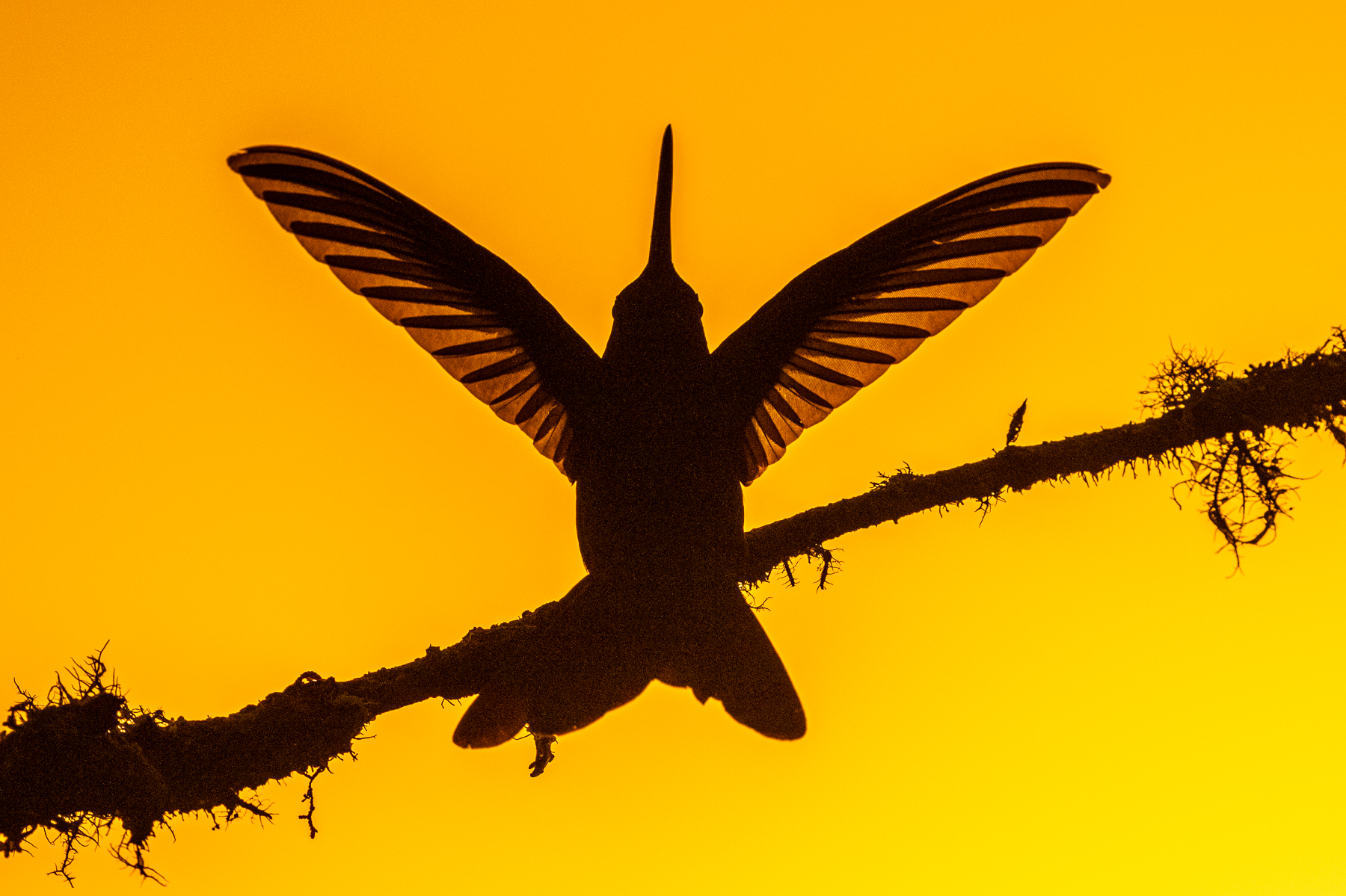 Even when no colours are present on a hummingbird, it can still be beautiful, Talamanca Hummingbird (image by Oliver Krueger)