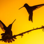 Even at sunset, there are still conflicts to be resolved, Talamanca Hummingbird (image by Oliver Krueger)