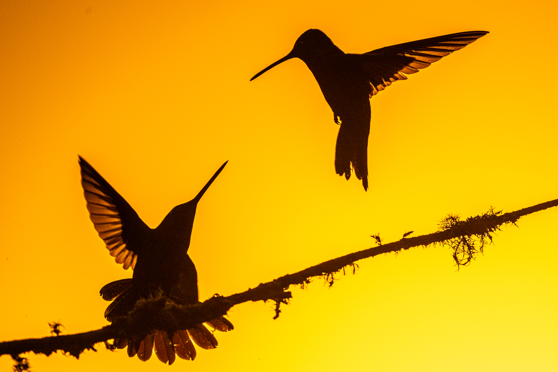 Even at sunset, there are still conflicts to be resolved, Talamanca Hummingbird (image by Oliver Krueger)