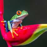 Probably the most beautiful frog of Costa Rica, on a beautiful Heliconia flower, the Red-eyed Leaf Frog (image by Oliver Krueger)
