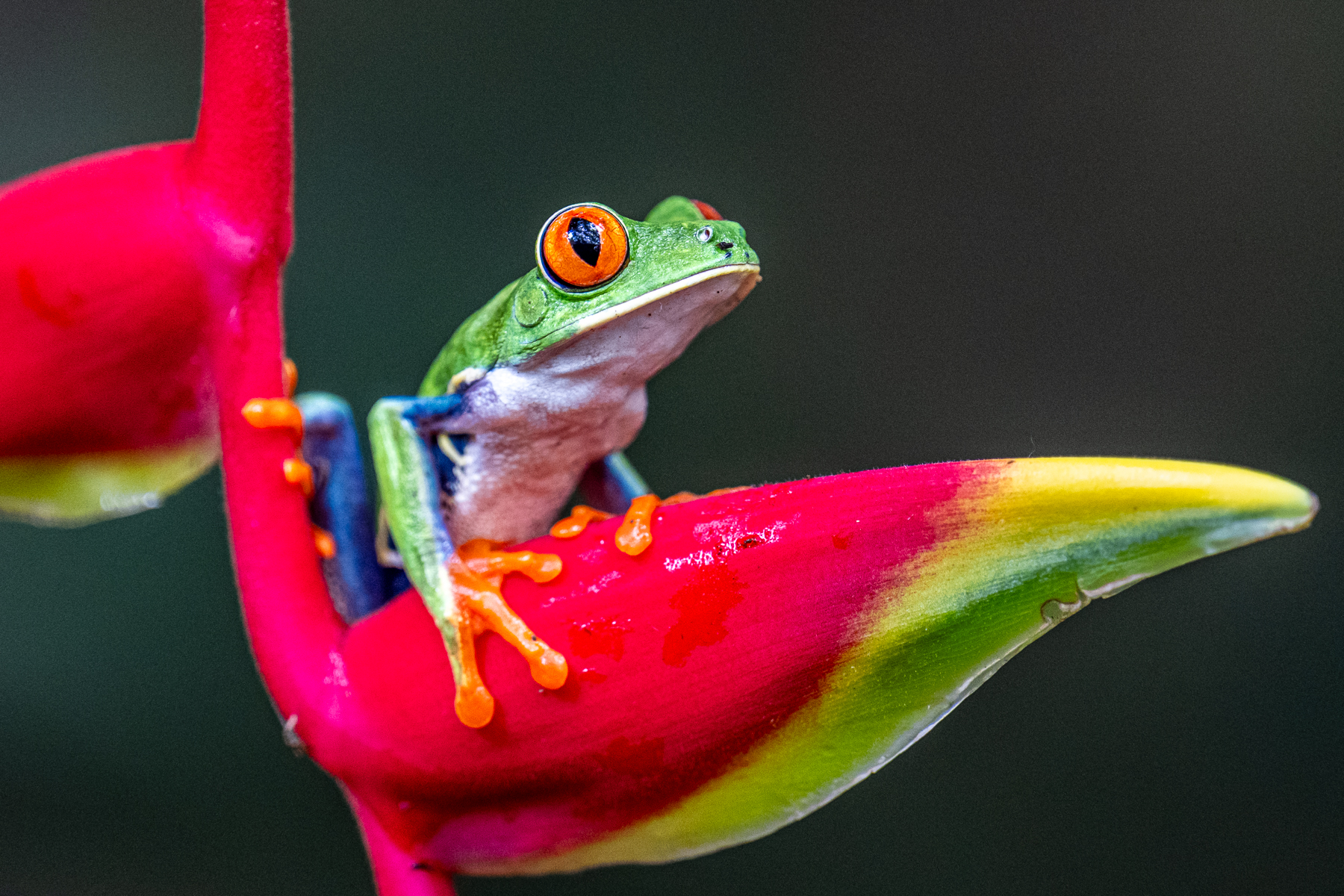 Probably the most beautiful frog of Costa Rica, on a beautiful Heliconia flower, the Red-eyed Leaf Frog (image by Oliver Krueger)