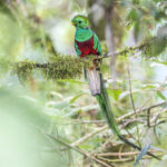 With a bit of luck and patience, a male Resplendent Quetzal in good view in the forest undergrowth (image by Oliver Krueger)