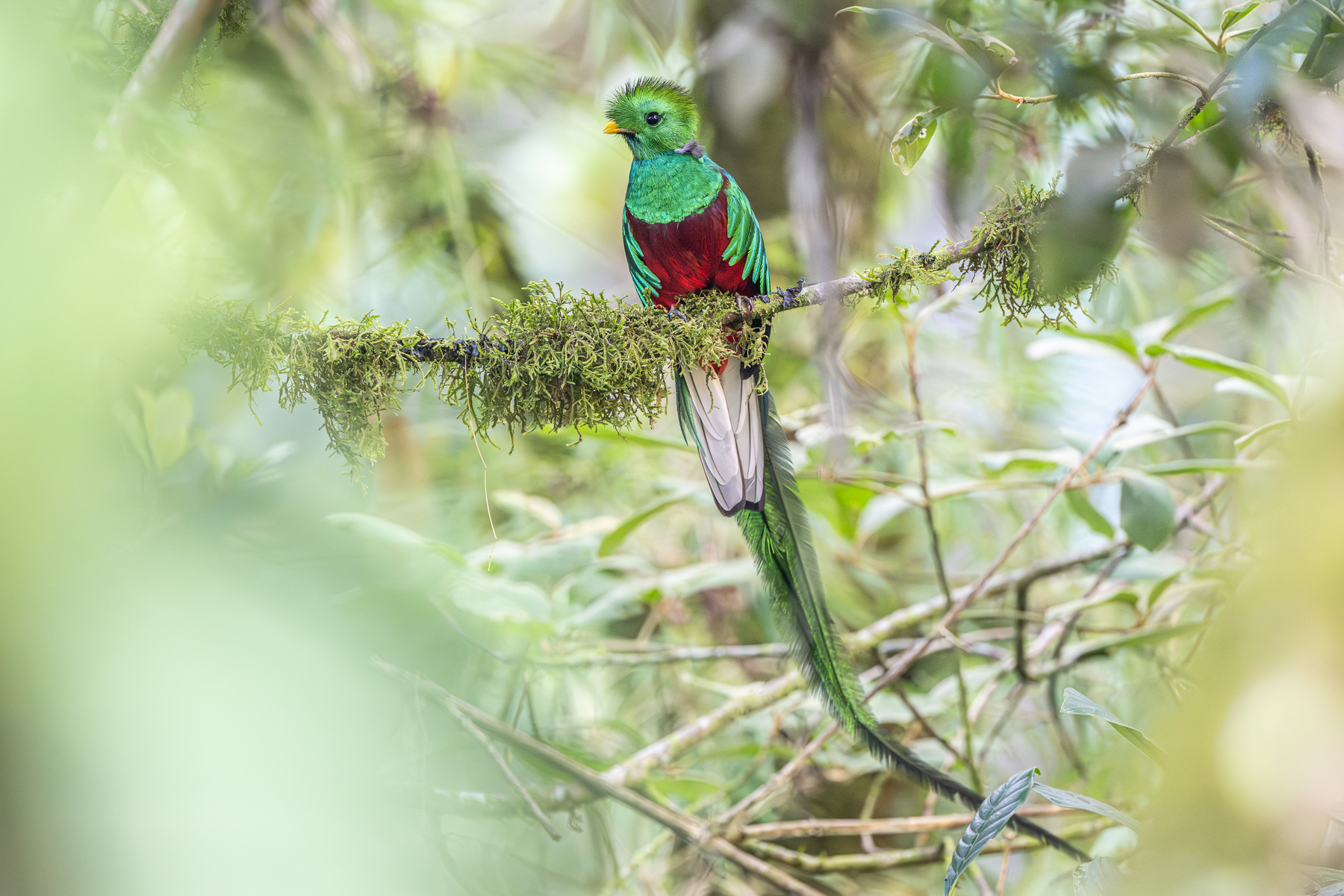 With a bit of luck and patience, a male Resplendent Quetzal in good view in the forest undergrowth (image by Oliver Krueger)