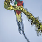 The amazing colour of a male Resplendent Quetzal (image by Oliver Krueger)