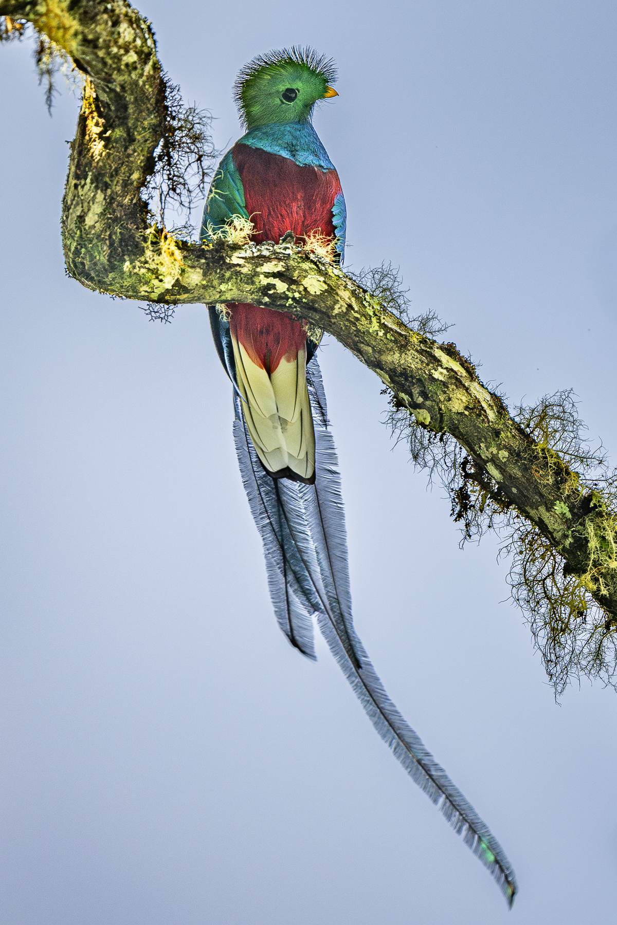 The amazing colour of a male Resplendent Quetzal (image by Oliver Krueger)