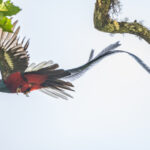 Resplendent Quetzal flyby, a really rare event on our tour (image by Oliver Krueger)