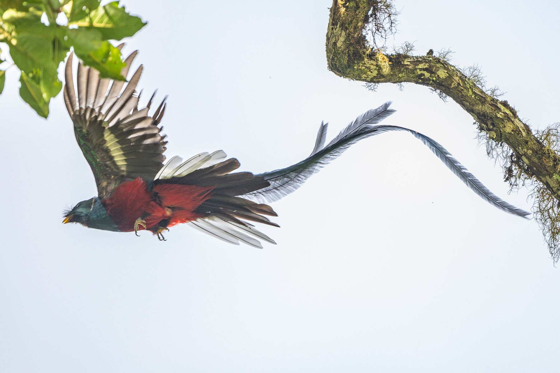 Resplendent Quetzal flyby, a really rare event on our tour (image by Oliver Krueger)