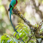 The extraordinary plumage of a male Resplendent Quetzal takes several years to develop (image by Oliver Krueger)