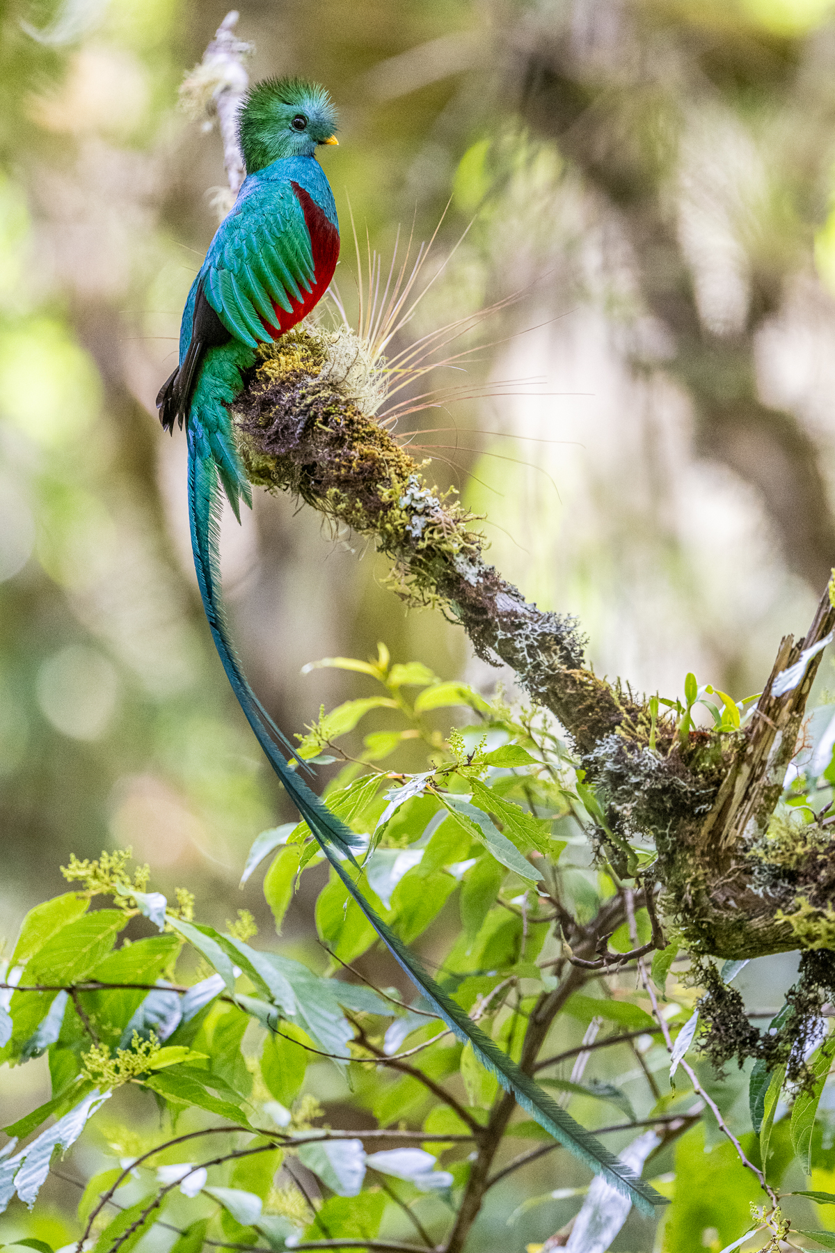 The extraordinary plumage of a male Resplendent Quetzal takes several years to develop (image by Oliver Krueger)