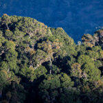 Morning sun over the cloud forest (image by Oliver Krueger)