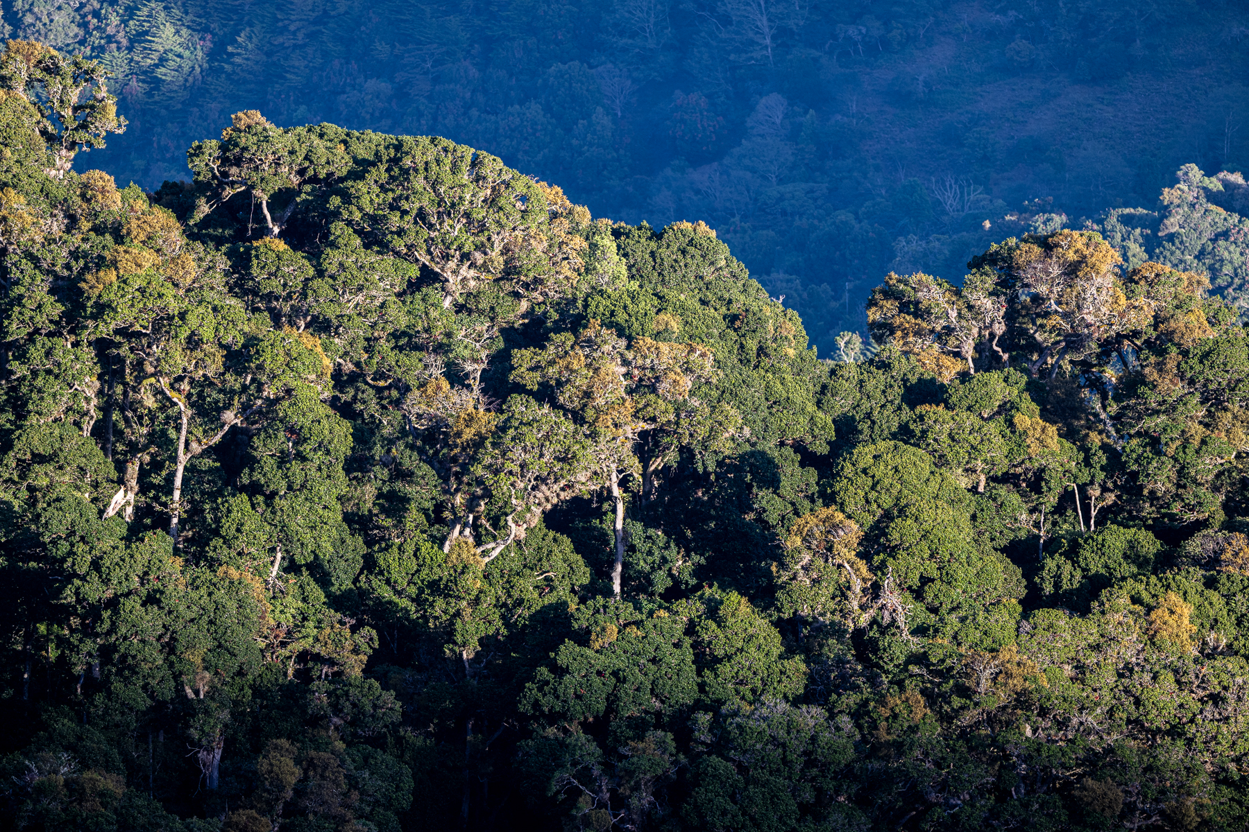 Morning sun over the cloud forest (image by Oliver Krueger)