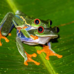 Seeing a Red-eyed Leaf Frog is special, seeing male and female in amplexus is a real gift (image by Oliver Krueger)