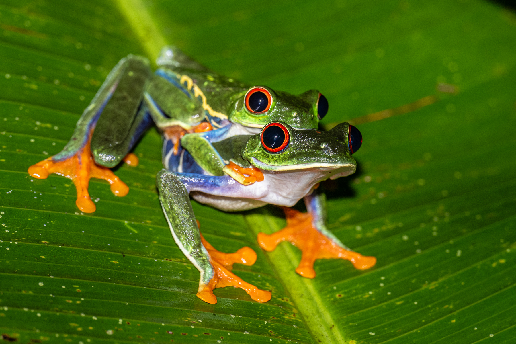 Seeing a Red-eyed Leaf Frog is special, seeing male and female in amplexus is a real gift (image by Oliver Krueger)