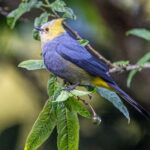 The Long-tailed Silky Flycatcher is simply handsome and luckily not that shy (image by Oliver Krueger)