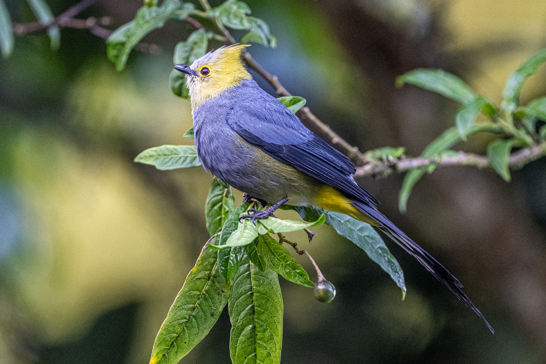 The Long-tailed Silky Flycatcher is simply handsome and luckily not that shy (image by Oliver Krueger)