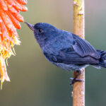 A Slaty Flowerpiercer male at work at a Kniphofia (image by Oliver Krueger)