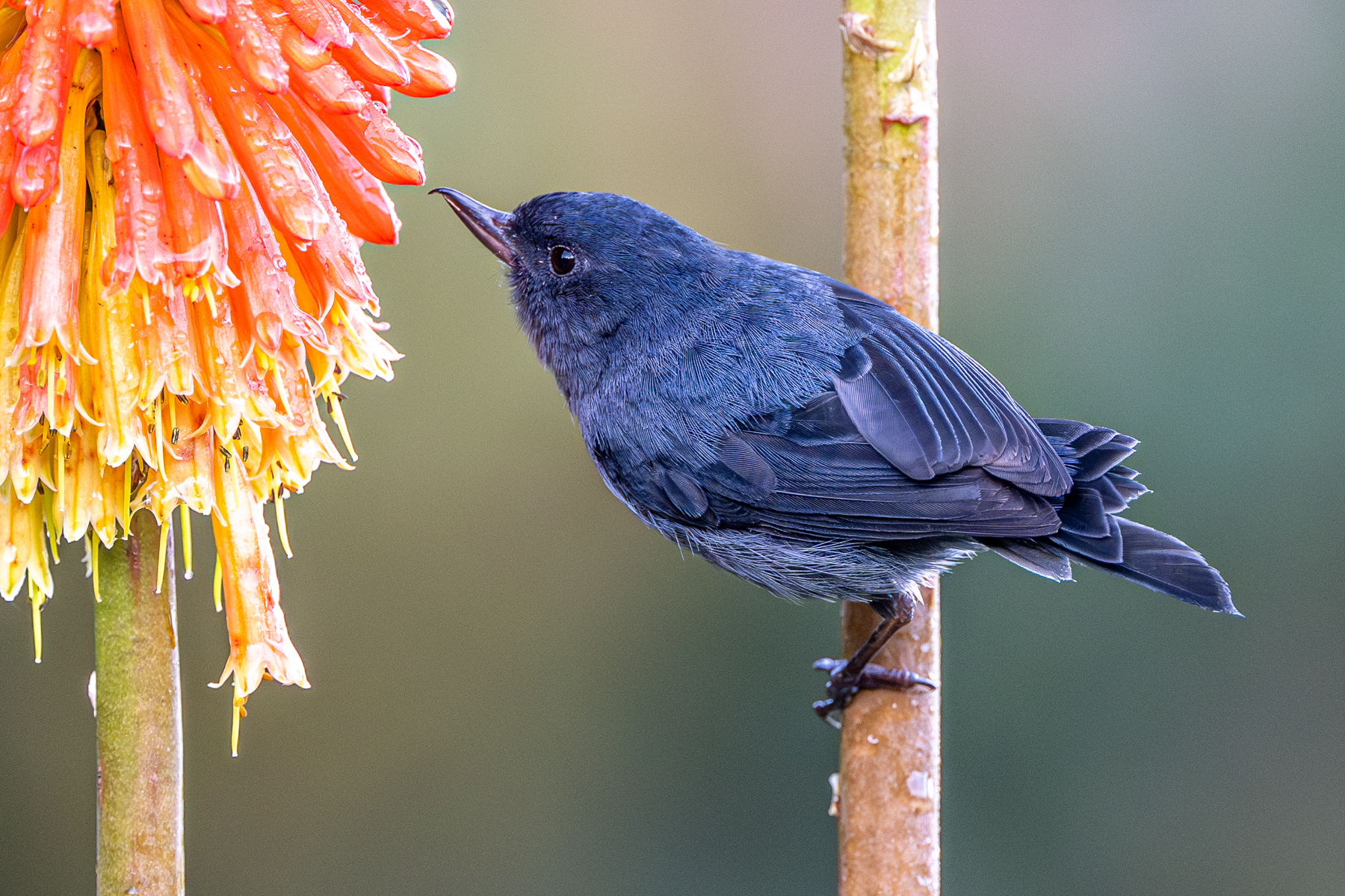 A Slaty Flowerpiercer male at work at a Kniphofia (image by Oliver Krueger)