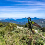 There are not many places where you can capture a wide angle hummingbird shot with its habitat, Talamanca Hummingbird (image by Oliver Krueger)