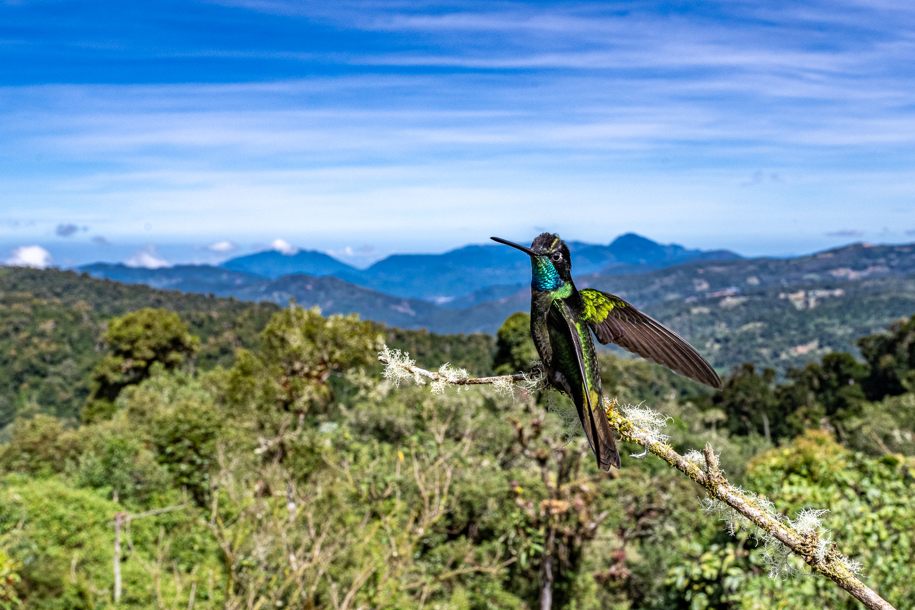 There are not many places where you can capture a wide angle hummingbird shot with its habitat, Talamanca Hummingbird (image by Oliver Krueger)