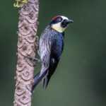 Acorn Woodpecker on a trunk of a Papaya tree (image by Oliver Krueger)