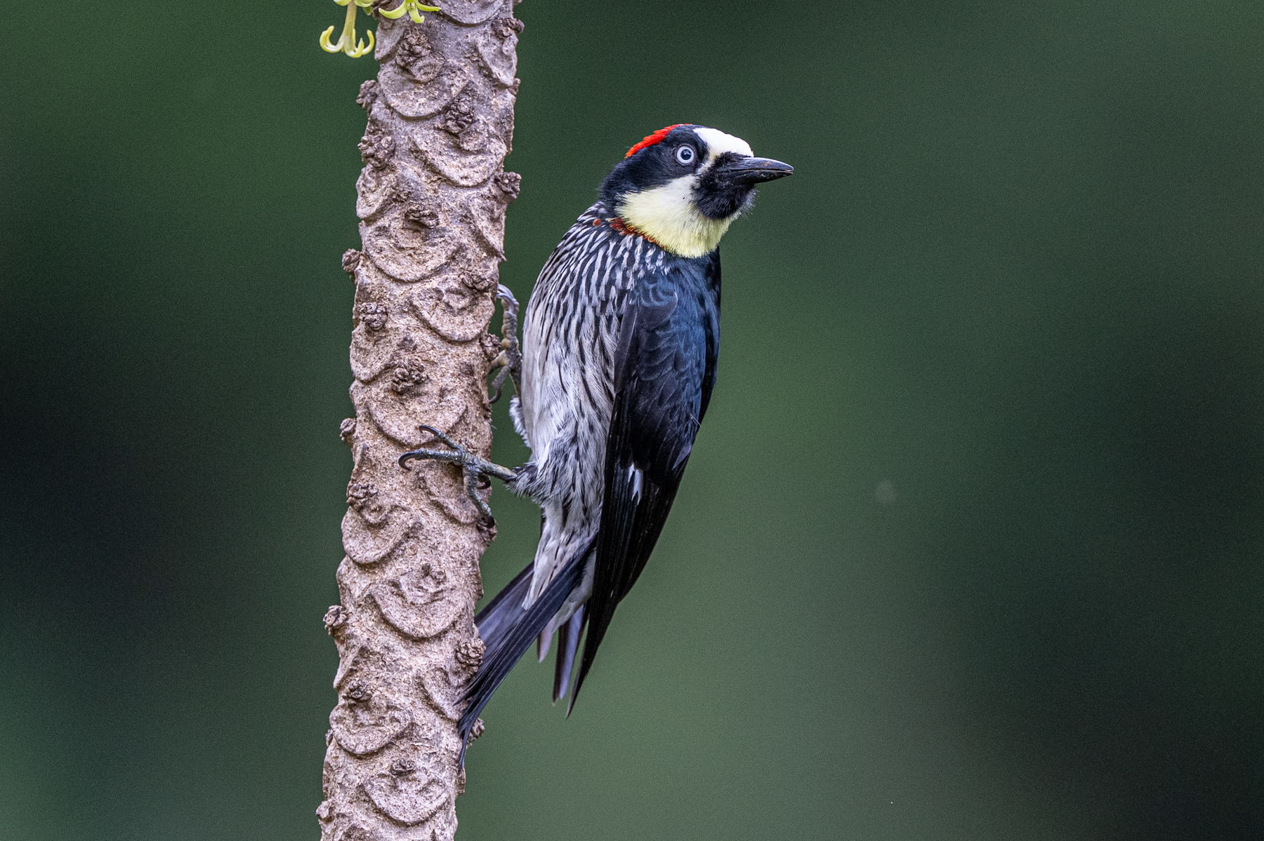 Acorn Woodpecker on a trunk of a Papaya tree (image by Oliver Krueger)