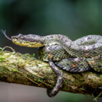 Eyelash Palm-Pitviper of the standard, much more common morph (image by Oliver Krueger)