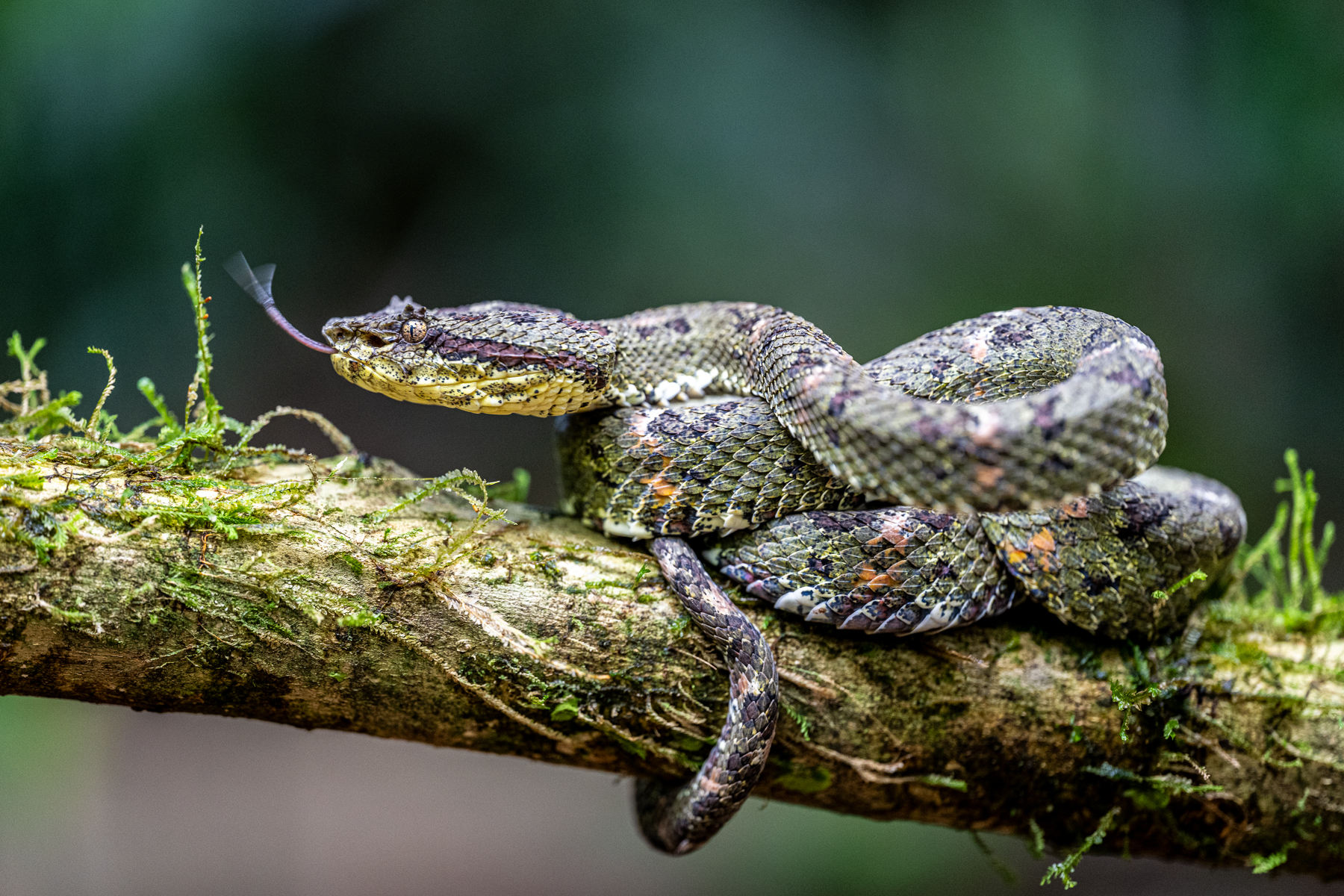 Eyelash Palm-Pitviper of the standard, much more common morph (image by Oliver Krueger)