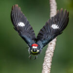Acorn Woodpecker male on approach (image by Oliver Krueger)