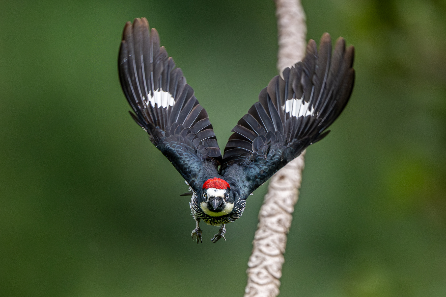 Acorn Woodpecker male on approach (image by Oliver Krueger)