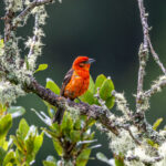A flash of red light in the cloud forest, Flame-coloured Tanager (image by Oliver Krueger)