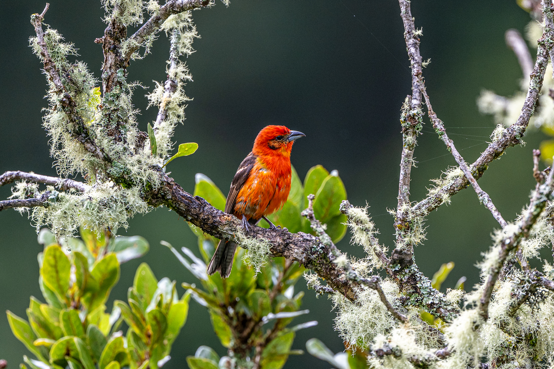 A flash of red light in the cloud forest, Flame-coloured Tanager (image by Oliver Krueger)