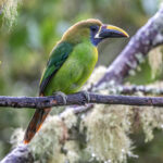 The toucanets are small versions of their bigger cousins, Emerald Toucanet (image by Oliver Krueger)