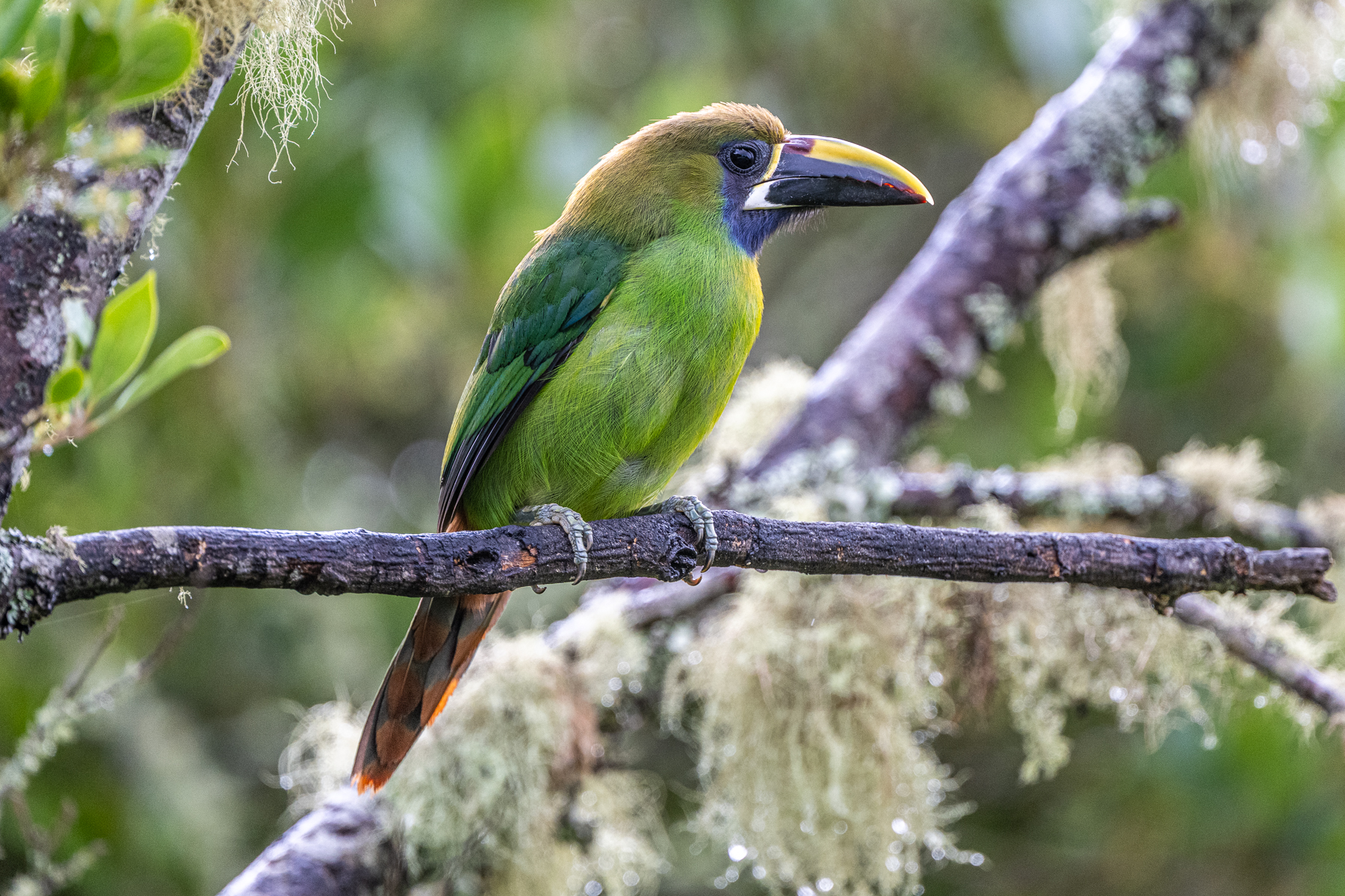 The toucanets are small versions of their bigger cousins, Emerald Toucanet (image by Oliver Krueger)