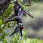 A serious dispute between two Acorn Woodpecker males (image by Oliver Krueger)