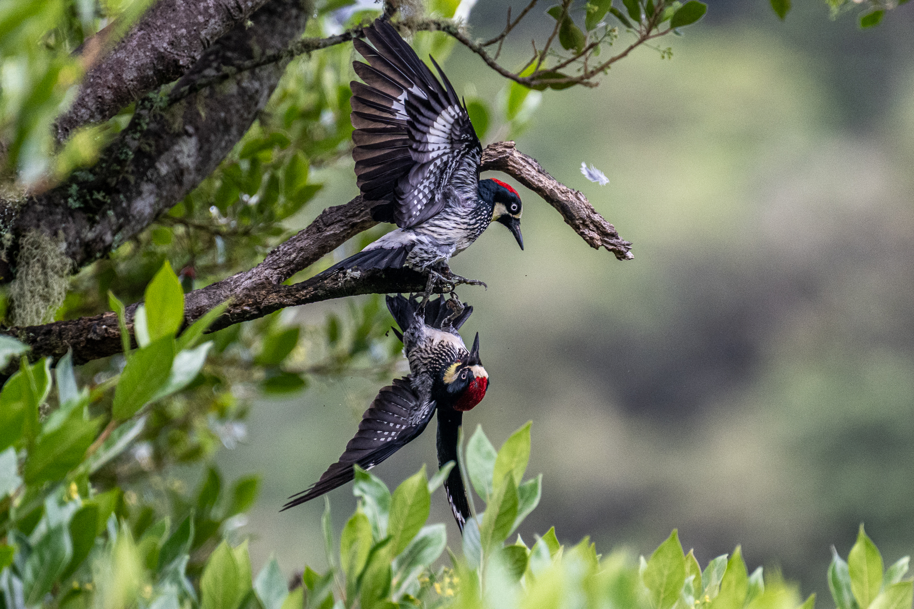 A serious dispute between two Acorn Woodpecker males (image by Oliver Krueger)