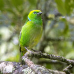 Pretty much the final species we photographed on this tour, the adorable female of a Golden-browed Chlorophonia (image by Oliver Krueger)