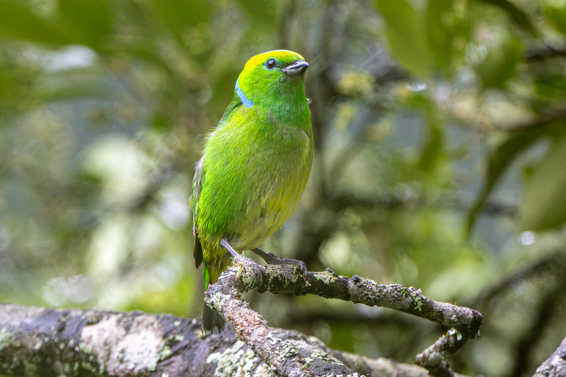 Pretty much the final species we photographed on this tour, the adorable female of a Golden-browed Chlorophonia (image by Oliver Krueger)