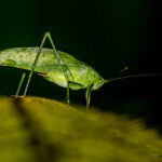 With over 6 cm in body length, this Katydid was rather impressive (image by Oliver Krueger)