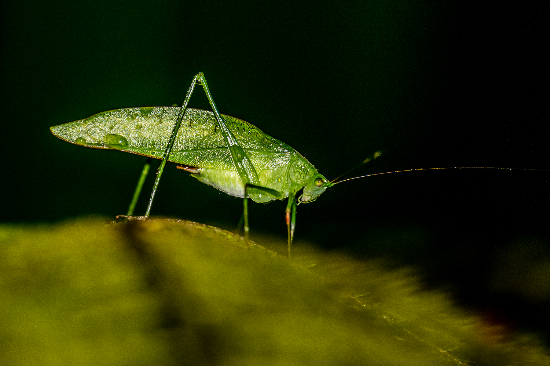 With over 6 cm in body length, this Katydid was rather impressive (image by Oliver Krueger)
