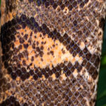 Close-up of the scale pattern of an Annulated Tree Boa (image by Oliver Krueger)