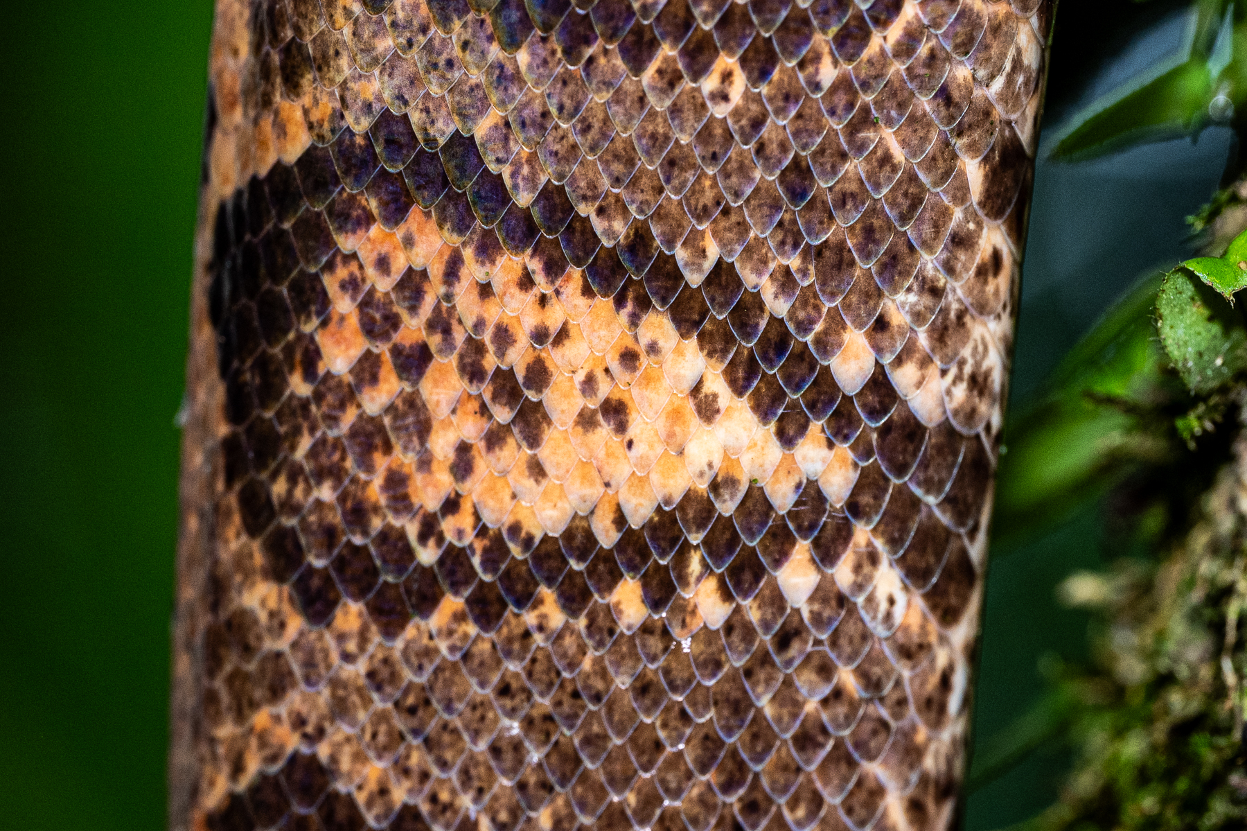 Close-up of the scale pattern of an Annulated Tree Boa (image by Oliver Krueger)