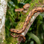 This Annulated Tree Boa displays its extraordinary tree-climbing abilities (image by Oliver Krueger)